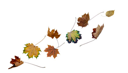 Fallen autumn leaves isolated on transparent background.