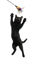 Black cat leaping for feathered toy feline playful