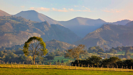 A solitary tree in the middle of fields of meadows with the Peñamayor mountain range in the...