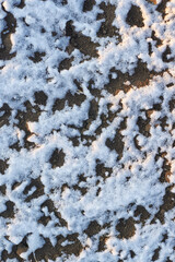 Thin layer of snow on bare earth at sunset with natural patterns and soft light shadows.