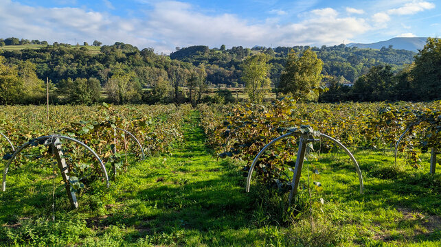 Kiwi plantation near Villamayor village, Pilo&ntilde;a, Asturias, Spain