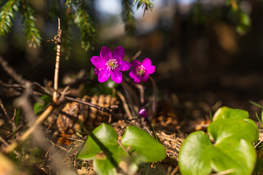 Blue and purple hepatica flowers blooming in Estonian spring forest