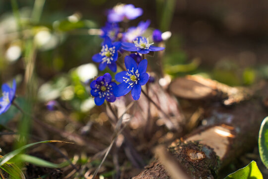 Blue and purple hepatica flowers blooming in Estonian spring forest