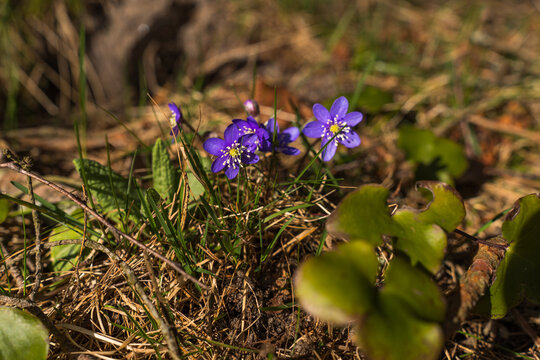 Blue and purple hepatica flowers blooming in Estonian spring forest