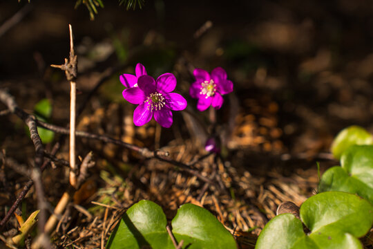 Blue and purple hepatica flowers blooming in Estonian spring forest