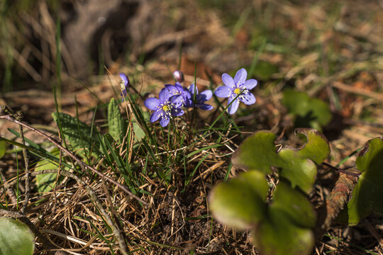 Blue and purple hepatica flowers blooming in Estonian spring forest