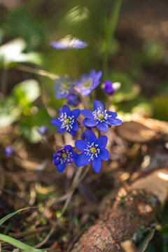 Blue and purple hepatica flowers blooming in Estonian spring forest