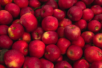 Massive Pile of Freshly Harvested Apples. Abundance of Red Apples in the garden. 