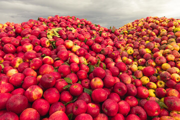 Massive Pile of Freshly Harvested Apples. Abundance of Red Apples in the garden. 