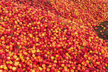Massive Pile of Freshly Harvested Apples. Abundance of Red Apples in the garden. 