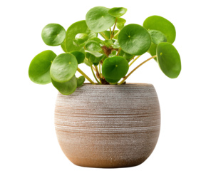 pilea peperomia in a pot, isolated on a white background, png image. 