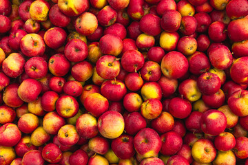 Massive Pile of Freshly Harvested Apples. Abundance of Red Apples in the garden. 