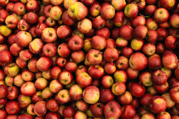 Massive Pile of Freshly Harvested Apples. Abundance of Red Apples in the garden. 