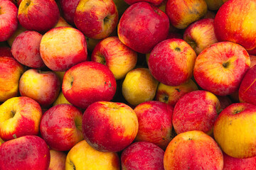 Massive Pile of Freshly Harvested Apples. Abundance of Red Apples in the garden. 