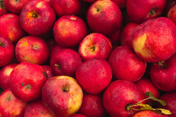 Massive Pile of Freshly Harvested Apples. Abundance of Red Apples in the garden. 