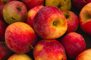 Massive Pile of Freshly Harvested Apples. Abundance of Red Apples in the garden. 