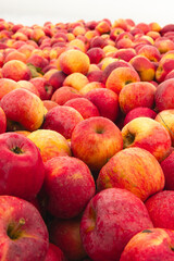 Massive Pile of Freshly Harvested Apples. Abundance of Red Apples in the garden. 