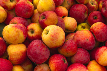 Massive Pile of Freshly Harvested Apples. Abundance of Red Apples in the garden. 