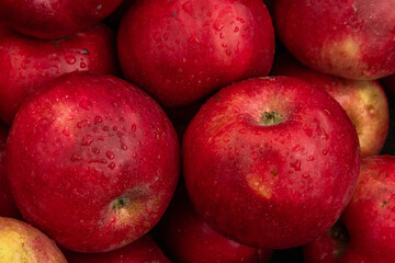 Massive Pile of Freshly Harvested Apples. Abundance of Red Apples in the garden. 