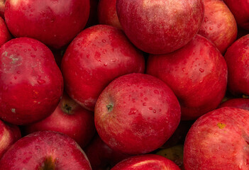 Massive Pile of Freshly Harvested Apples. Abundance of Red Apples in the garden. 