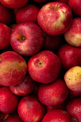 Massive Pile of Freshly Harvested Apples. Abundance of Red Apples in the garden. 