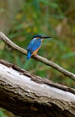 kingfisher