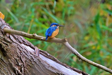 kingfisher