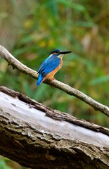 kingfisher