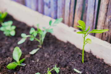 Close-Up of Single Seedling in Fresh Garden Soil