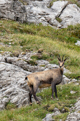 Chamois stands on rocky terrain near Nebelhorn in the German Alps under clear skies