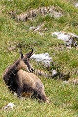 Majestic chamois grazing amidst the lush grass of Nebelhorn in the German Alps during summer