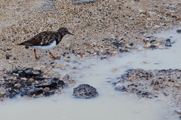 Turnstone