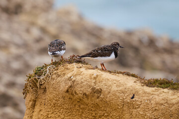 Turnstone