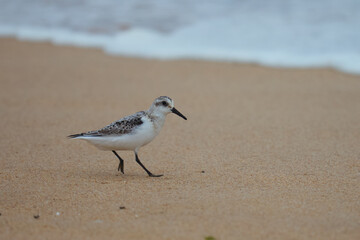Sanderling Bird