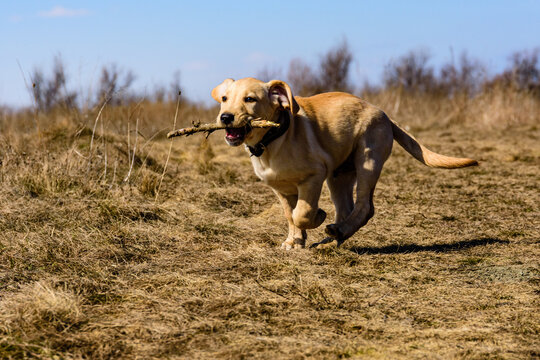 Cute young labrador retriever dog running with stick at the meadow on early spring