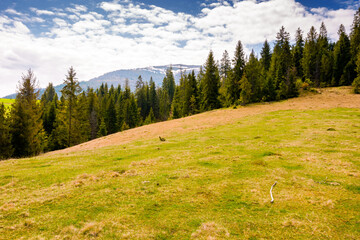 mountain landscape with spruce forest in spring. green meadow on the hill on a sunny day. distant...