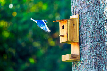 Eastern Bluebird in Flight to Pine-Mounted Nest Box, Copy Space