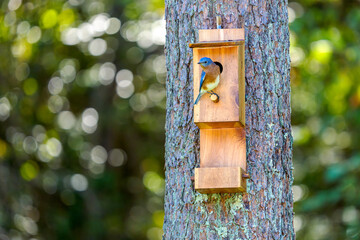Red-bellied Woodpecker on Pine with Nest Box, Copy Space