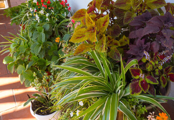 Outdoor flower pots for small garden, patio or terrace