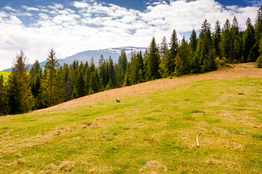 Fototapeta mountain landscape with spruce forest in spring. green meadow on the hill on a sunny day. distant carpathian range with peaks in snow under sky with clouds. beautiful countryside scenery of ukraine