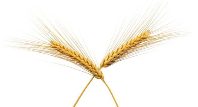 Two golden ears of wheat crossed against a white background, symbolizing agriculture and harvest.