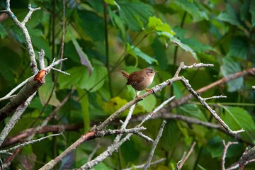 wren