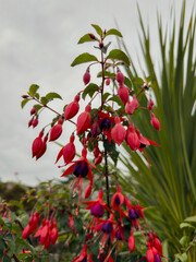 Vibrant red and purple fuchsia flowers hanging from stems in soft light against cloudy sky.