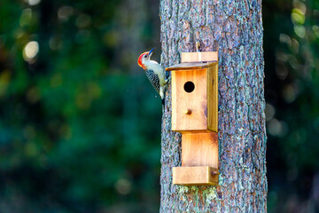 Red-bellied Woodpecker on Pine with Nest Box, Copy Space