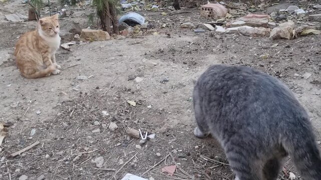 Chat gris avec un chat orange dans la rue