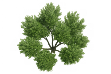 Green foliage tree rendering from top view, cutout for architectural plan and landscape design on transparent background