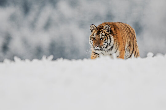 Siberian Tiger Panthera tigris altaica walking through deep snow in winter forest - Powered by Adobe