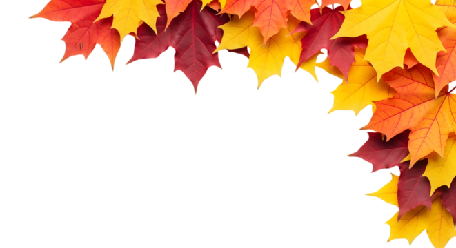 Autumn maple leaves border isolated on transparent background