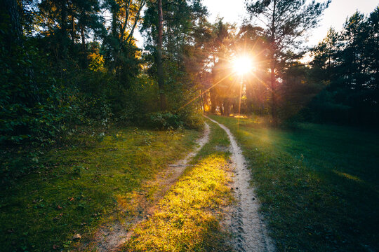 Sunlight filters through trees along a winding forest trail during a tranquil golden hour.