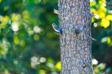 Female Eastern Bluebird on Pine Trunk, Copy Space